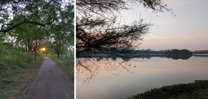 evening walk in forest